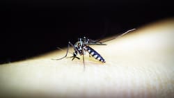 Dengue en Chile: Senapred declara Alerta Amarilla para Los Andes tras hallazgos de múltiples focos
