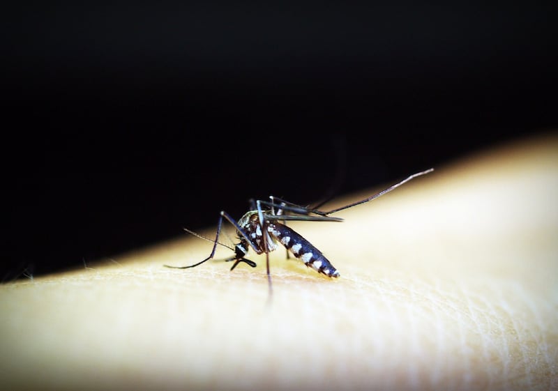Mosquito sobre un brazo humano.