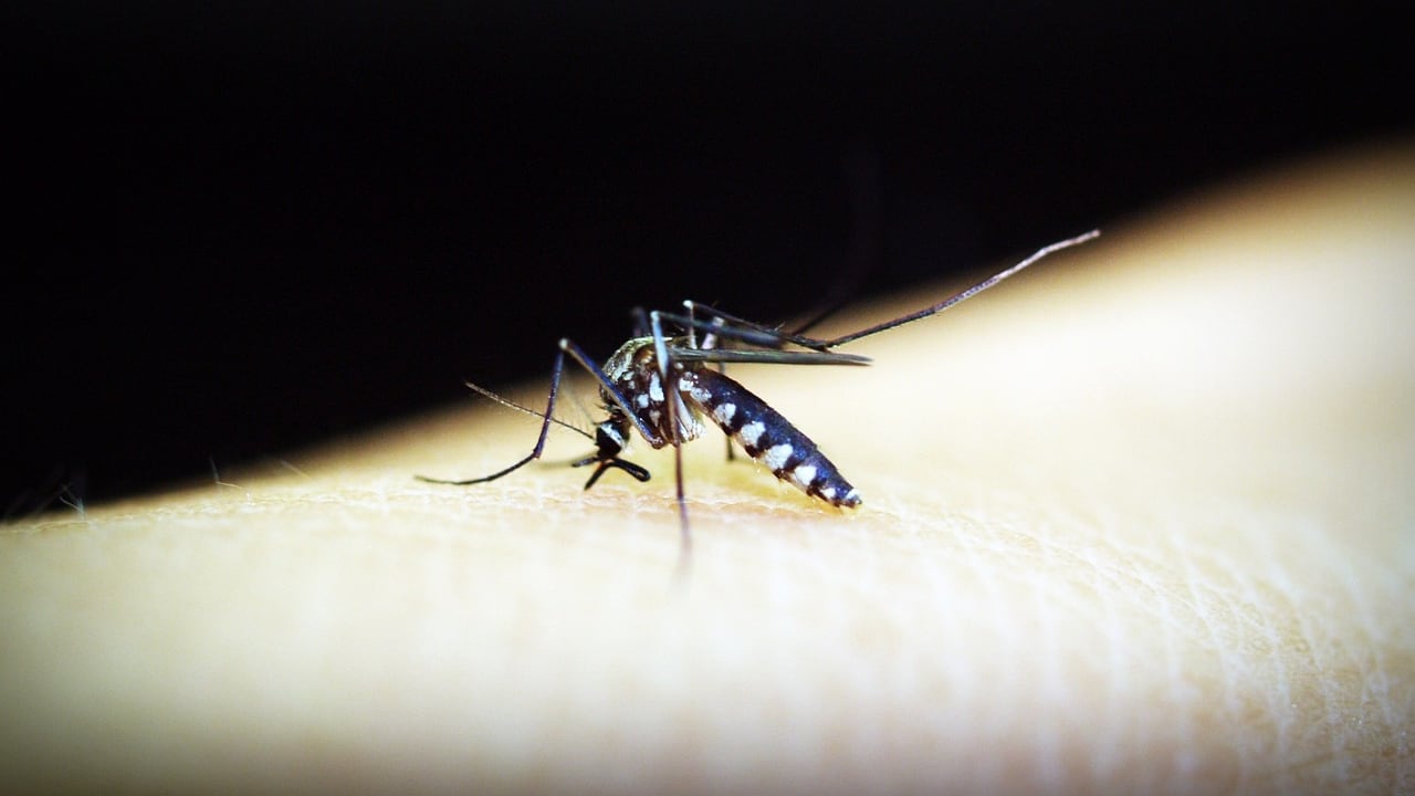 Mosquito sobre un brazo humano.