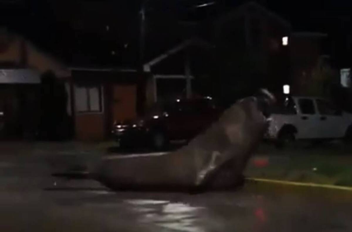 ¿Cómo llegó ahí? Elefante marino se paseó por las calles de Puerto Cisnes