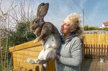 Se busca a Darius, el conejo más grande del mundo: dueños ofrecen millonaria recompensa