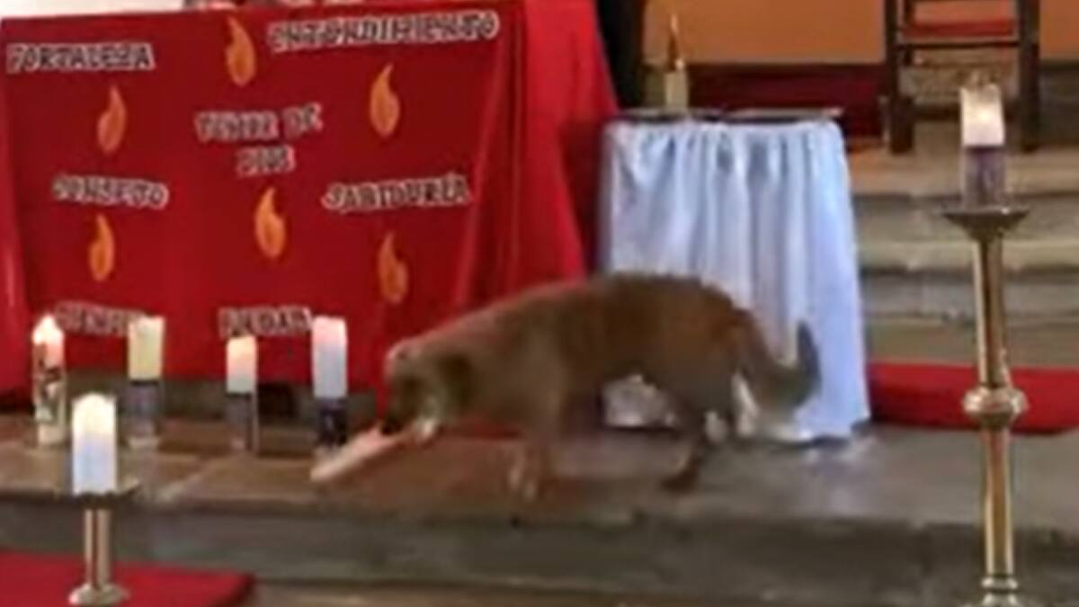 VIDEO | ¿Todos los perros van al cielo? Cachorro entró a iglesia y robó el pan al cura en plena misa