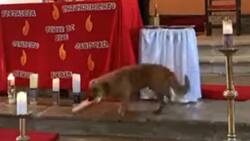 VIDEO | ¿Todos los perros van al cielo? Cachorro entró a iglesia y robó el pan al cura en plena misa