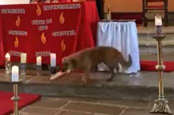 VIDEO | ¿Todos los perros van al cielo? Cachorro entró a iglesia y robó el pan al cura en plena misa
