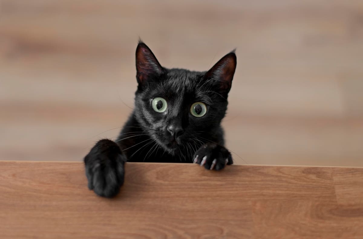 Martes 13: Conoce por qué se considera un día de mala suerte y qué otras supersticiones existen