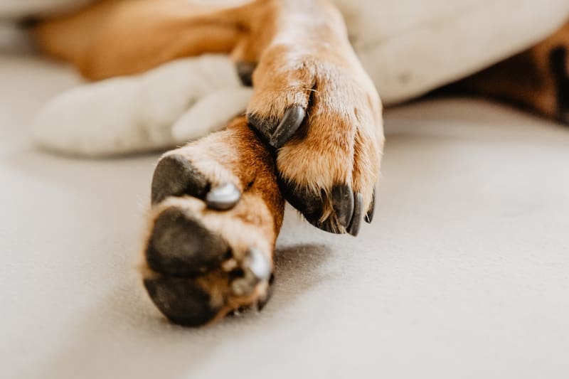 ¿Tiene tu perro olor a queso en sus patitas?