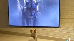 VIDEO | ¡Hienas, mátenlo!: Gato se vuelve viral por ver El Rey León en TV y correr asustado en escena entre Scar y Simba