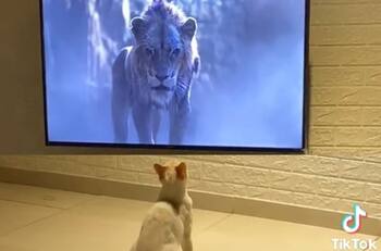 VIDEO | ¡Hienas, mátenlo!: Gato se vuelve viral por ver El Rey León en TV y correr asustado en escena entre Scar y Simba