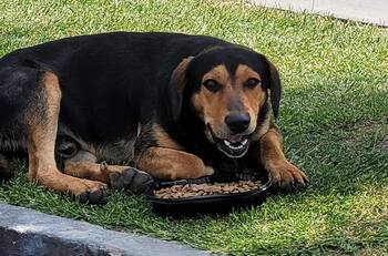 El Hachiko de La Serena: Conoce la desgarradora historia de Peluchín, el perro que aún espera a su dueño fallecido