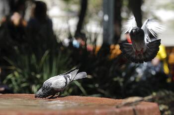 Sujeto armado con un rifle disparó a palomas en plena calle ante mirada atónita de los vecinos