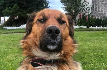 Brownie, perro de Gabriel Boric, mantuvo diálogo con su par argentino y Contralorito: causó furor en redes sociales