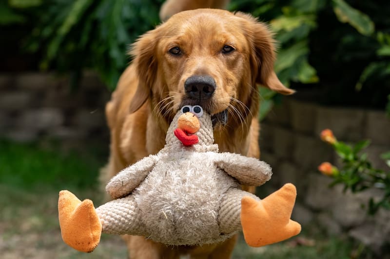 Los perros tienden a traer sus juguetes a cualquier persona.