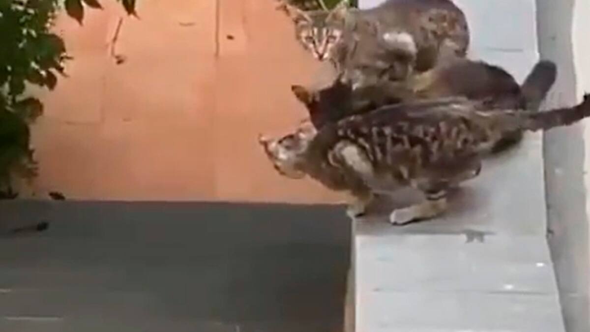 Nadie se queda abajo: Familia de gatos ayuda al más pequeño a subir