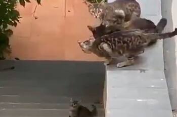 Nadie se queda abajo: Familia de gatos ayuda al más pequeño a subir