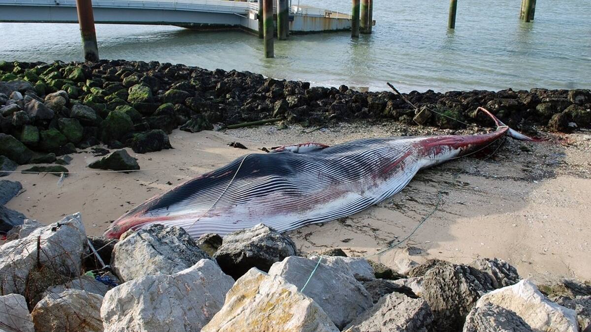 Ballena de 19 metros murió en el norte de Francia tras haberse lesionado