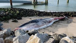 Ballena de 19 metros murió en el norte de Francia tras haberse lesionado