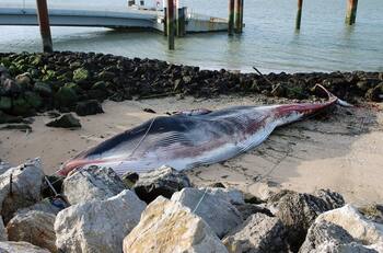 Ballena de 19 metros murió en el norte de Francia tras haberse lesionado