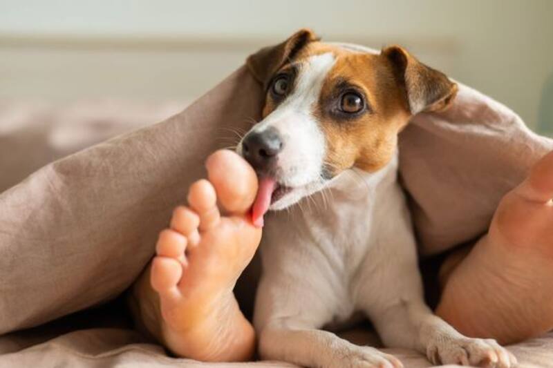 ¿Por qué mi perro lame mis pies?