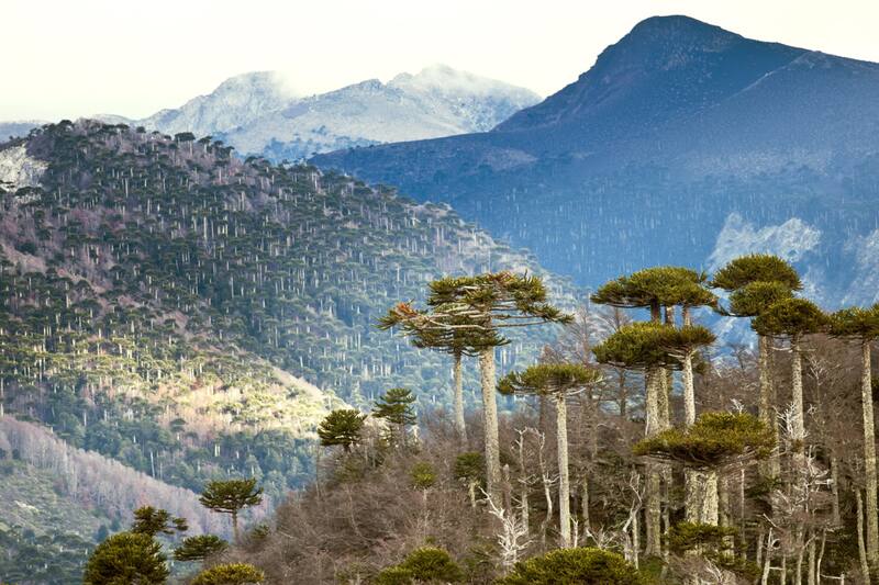 El Parque Conguillio se encuentra en la posición 14 del ranking de los mejores de Latinoamérica.