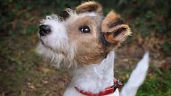 Esta es la VERDADERA razón por la que tu perro te gruñe cuando te acercas a su comida