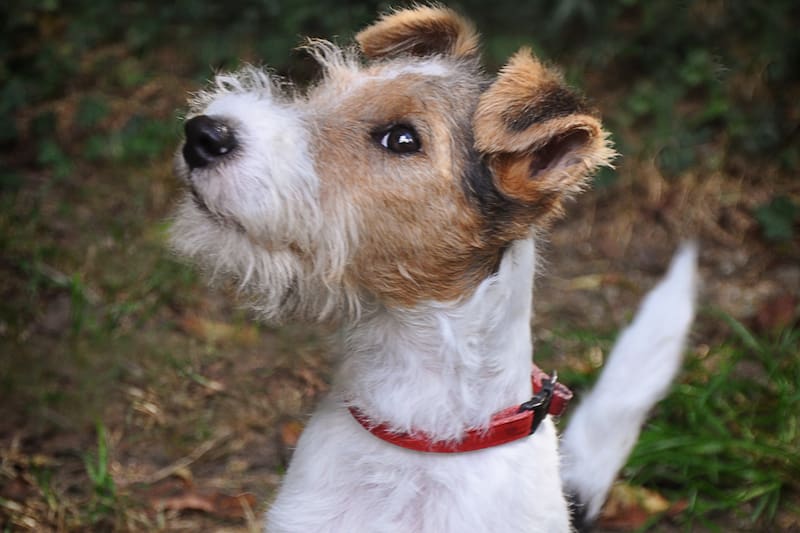 Te enseñamos también a corregir este comportamiento.