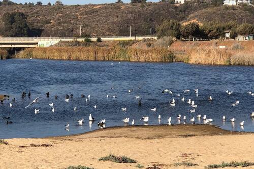 Debido a sus condiciones ambientales, el lugar es perfecto para la proliferación y avistamiento de aves de todo tipo. Créditos: TripAdvisor.