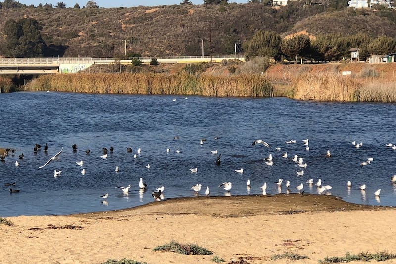 Debido a sus condiciones ambientales, el lugar es perfecto para la proliferación y avistamiento de aves de todo tipo. Créditos: TripAdvisor.