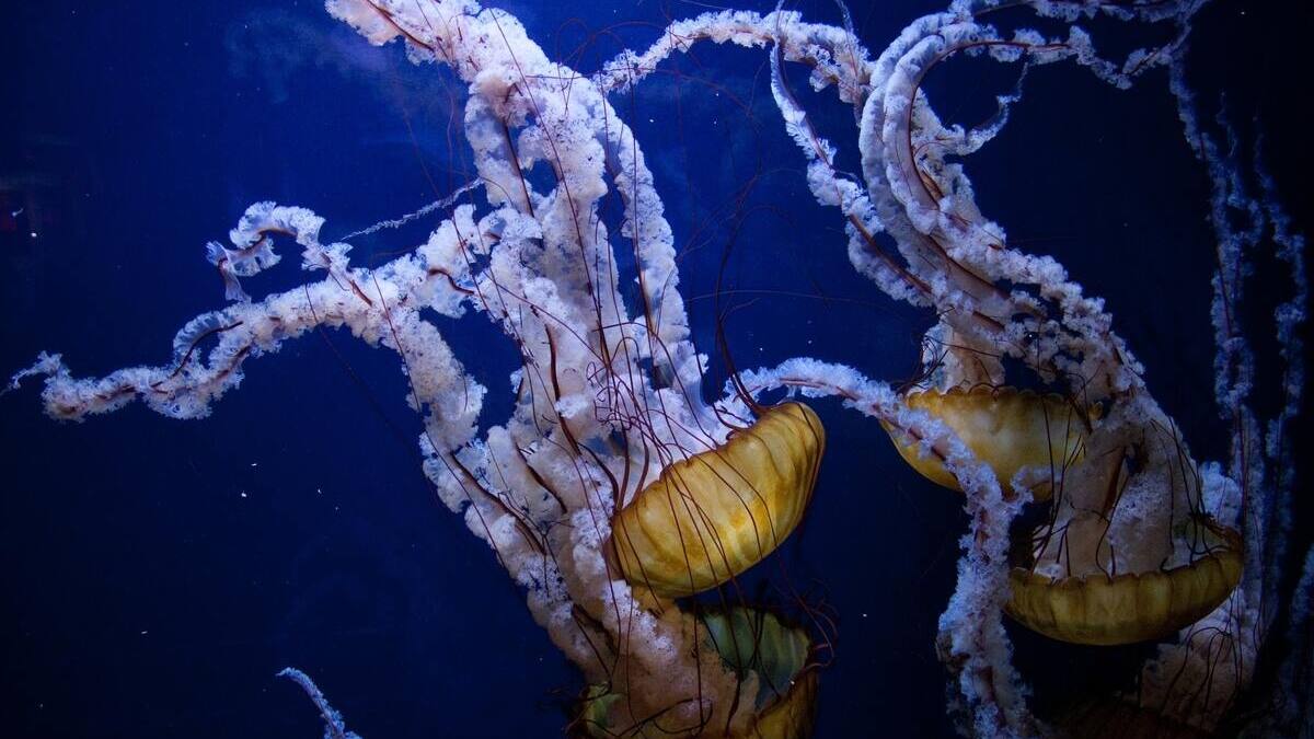 ¿Qué hacer si me pica una medusa? Aprende a reconocer los síntomas y cómo actuar