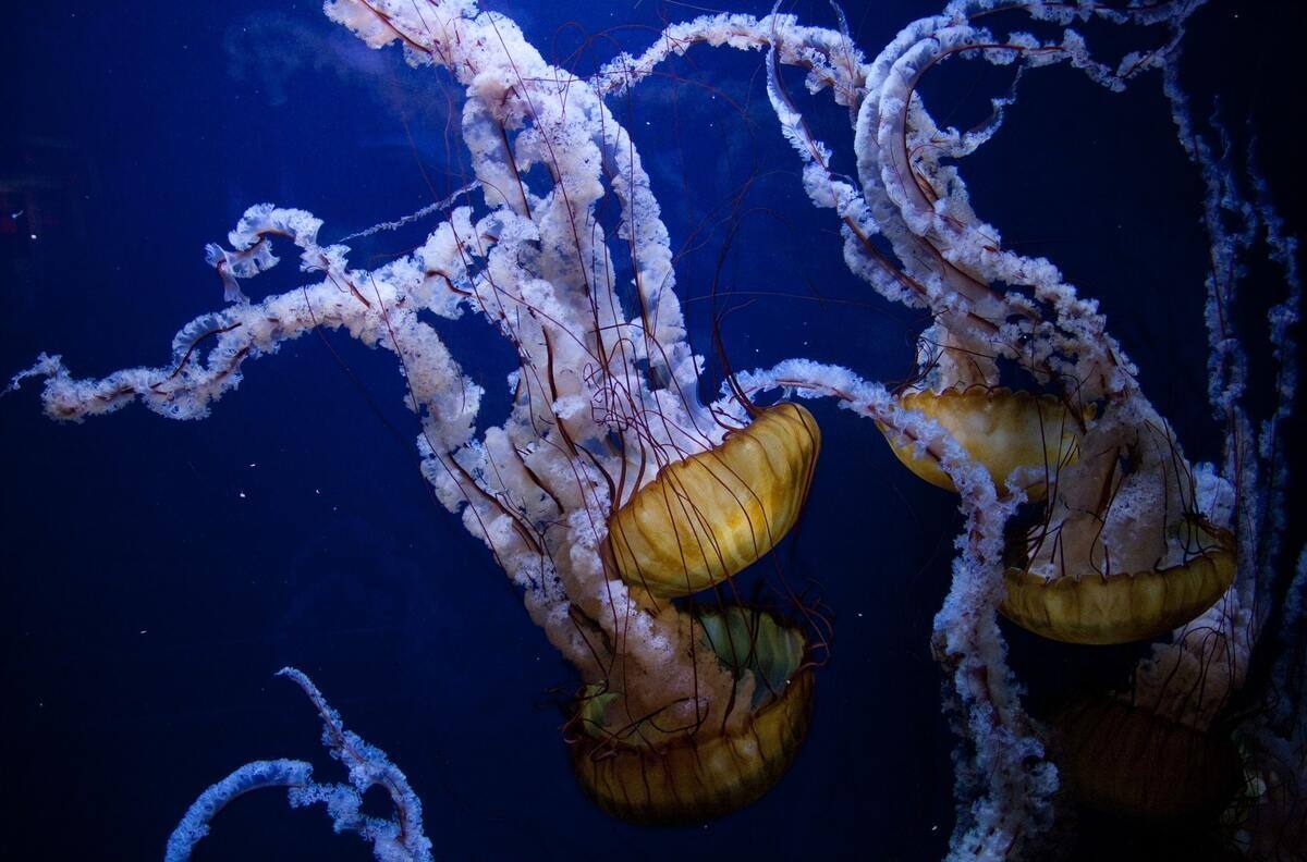¿Qué hacer si me pica una medusa? Aprende a reconocer los síntomas y cómo actuar