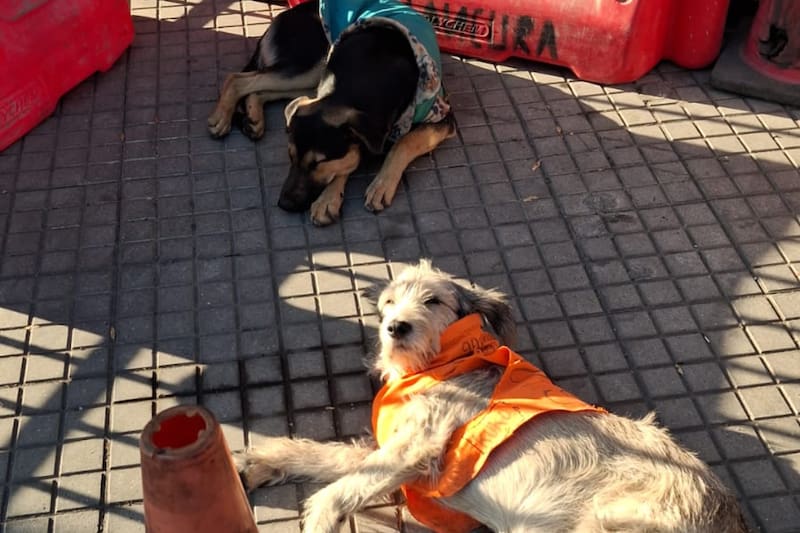 Son diferentes los sacrificios que se hacen para cuidarlos.