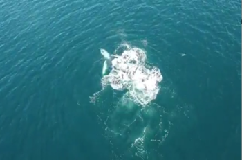 VIDEO | ¡Qué maravilla! Registran avistamiento de ballenas jorobadas en La Herradura en Coquimbo