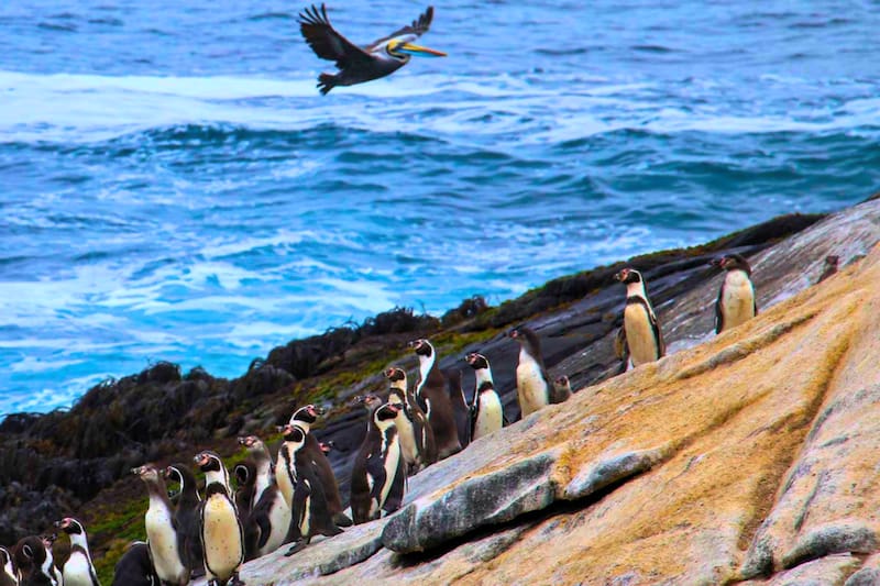 Destino infaltable para conocer en Cachagua y en la Región de Valparaíso. Créditos: Muni Zapallar.