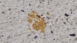 VIDEO | Ciudad de Japón en alerta: Un gato cayó en un contenedor con productos peligrosamente tóxicos y huyó