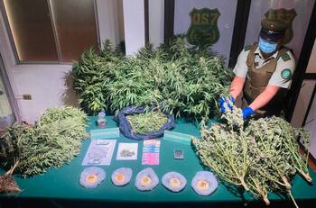 Emprendedor se hacía millonario vendiendo panes con marihuana en Temuco: quedó detenido