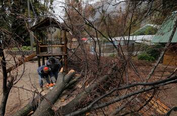 Intenso sistema frontal provocó caída de árboles e inundaciones a lo largo del país