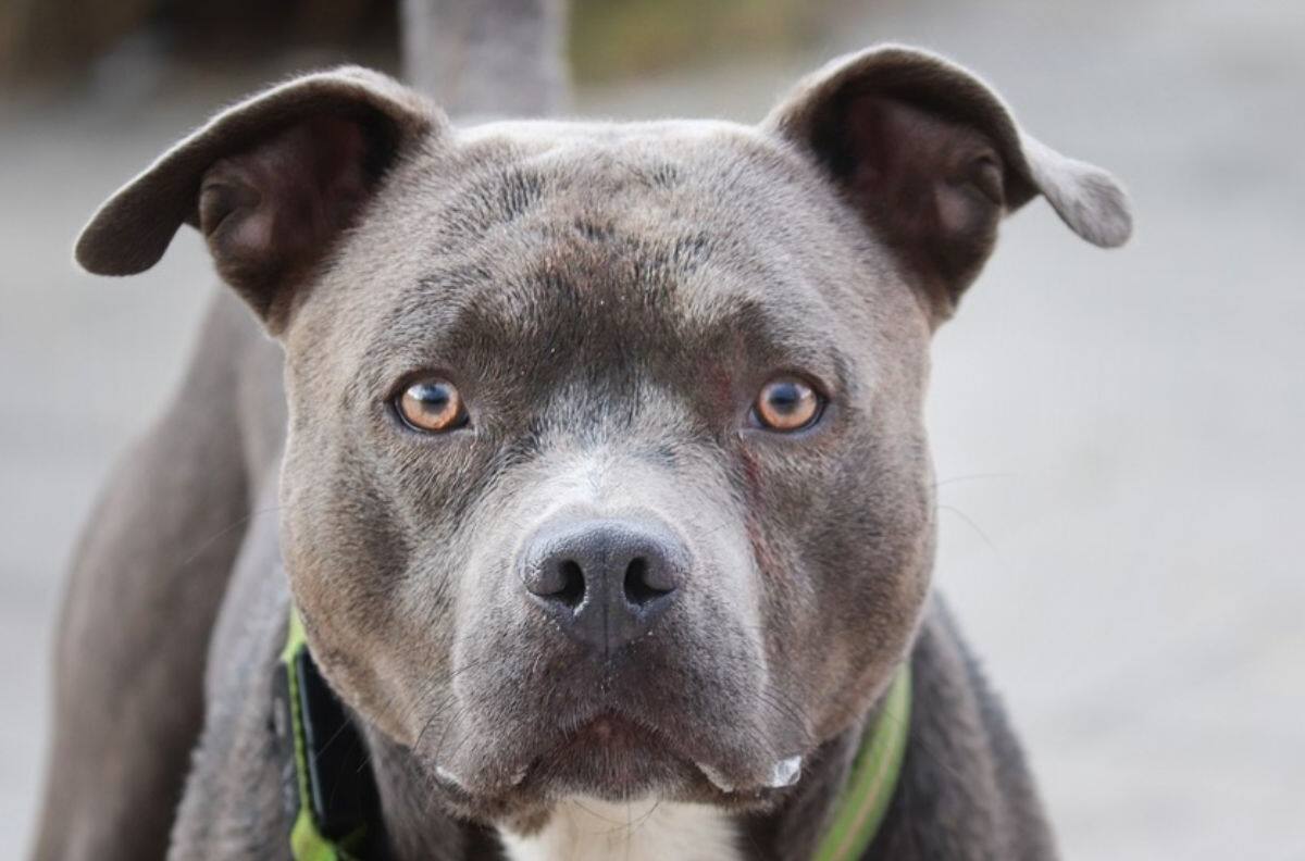VIDEO | ¡Simplemente adorable! Perrito juega de tierna manera con su amigo loro