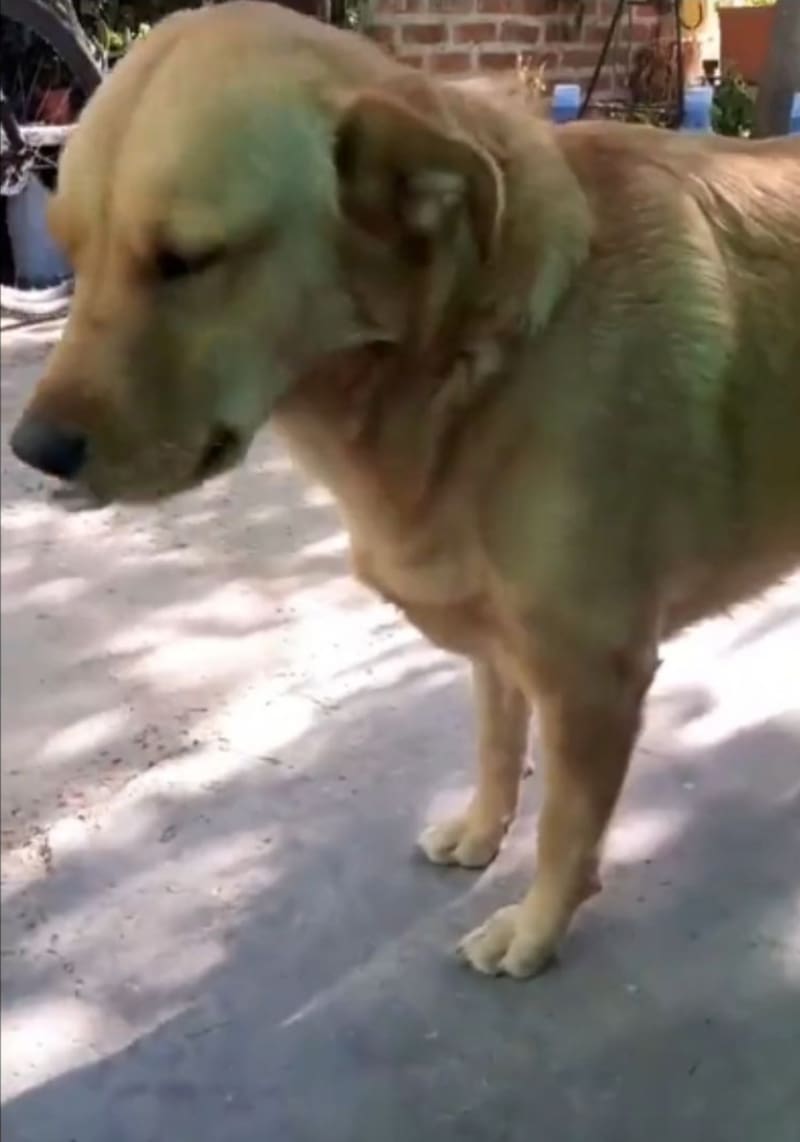 Quinoa se robó un pollo para compartirlo con su dueña
