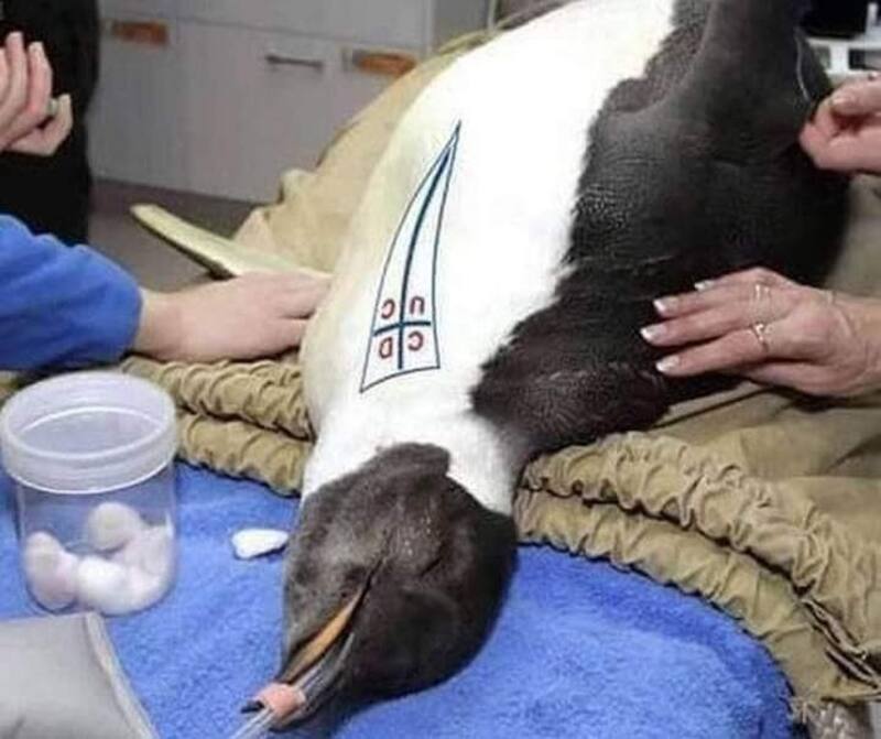 El pingüino también fue parte de las burlas.