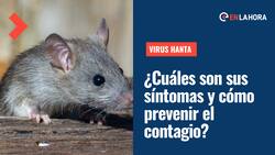 VIDEO | Virus Hanta: ¿Qué es, cuáles son sus síntomas y cómo prevenir el contagio?