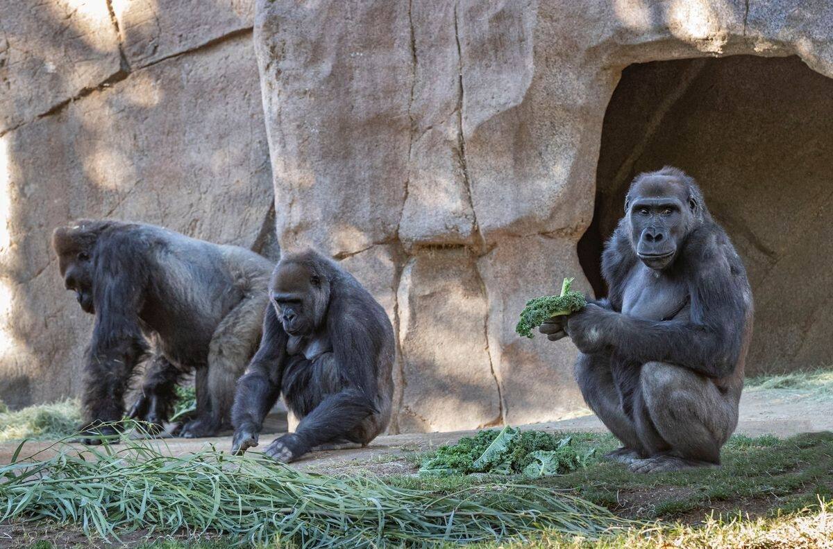 Grupo de gorilas habría dado positivo al Covid-19 en zoológico de Atlanta