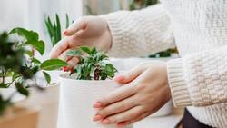 Esta es la razón por la que las personas tienen muchas plantas en su hogar, según la psicología