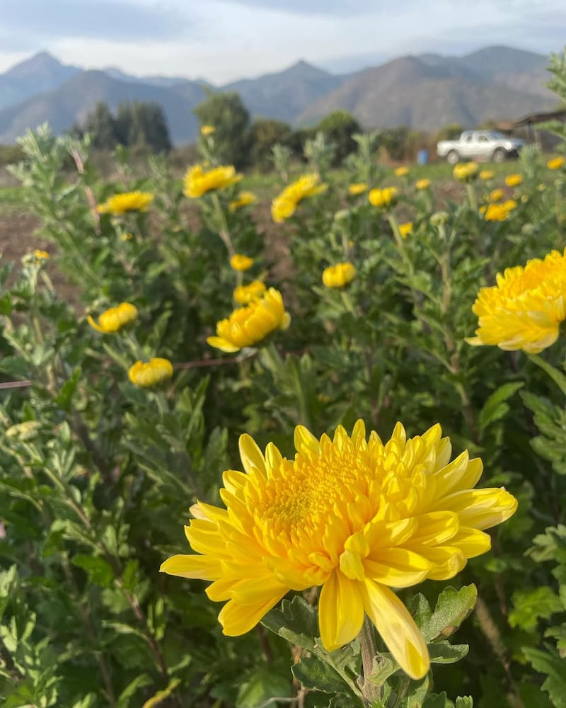 Parte del atractivo principal de la "Capital de las Flores". Foto: Turismo Hijuelas.