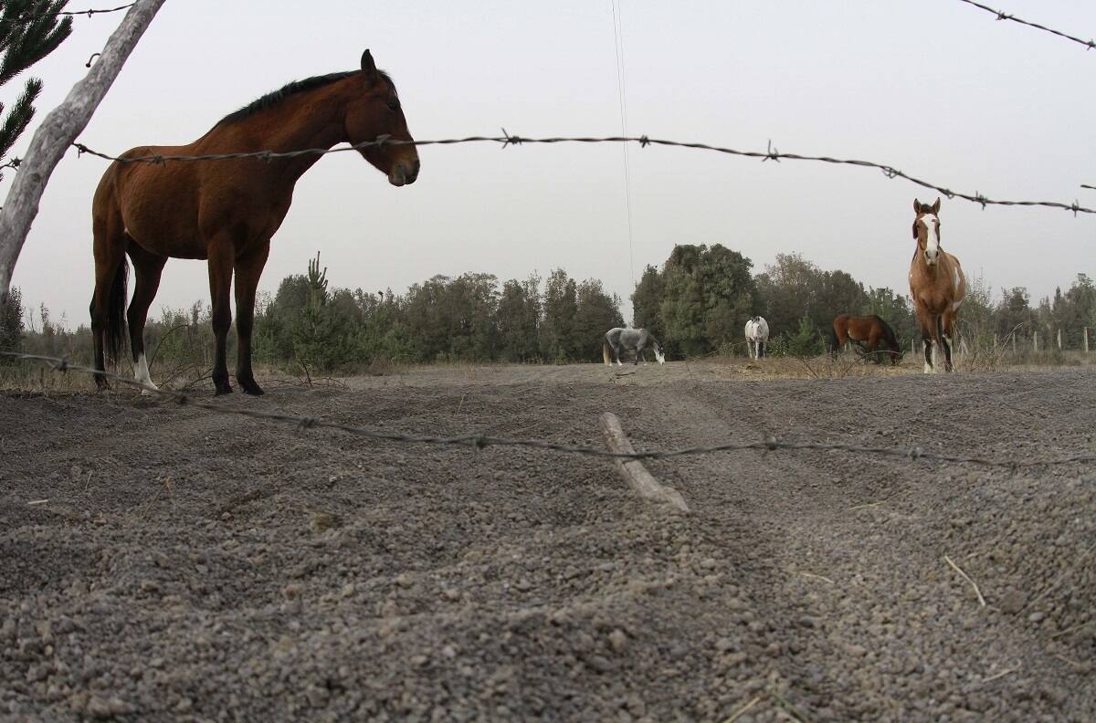 Dos mujeres terminaron con su vehículo volcado luego de haber atropellado a un caballo