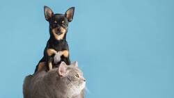 Buses petfriendly: Conoce cuáles son los requisitos para viajar con tu mascota