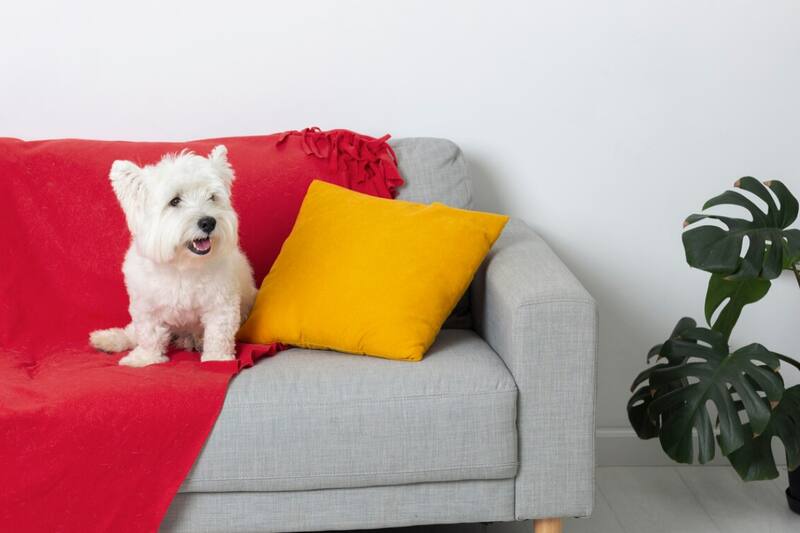 Descubre como proteger tus sillones.