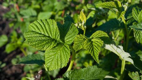 Esta infusión te ayudará a regular el azúcar en la sangre: tiene varios beneficios para la salud
