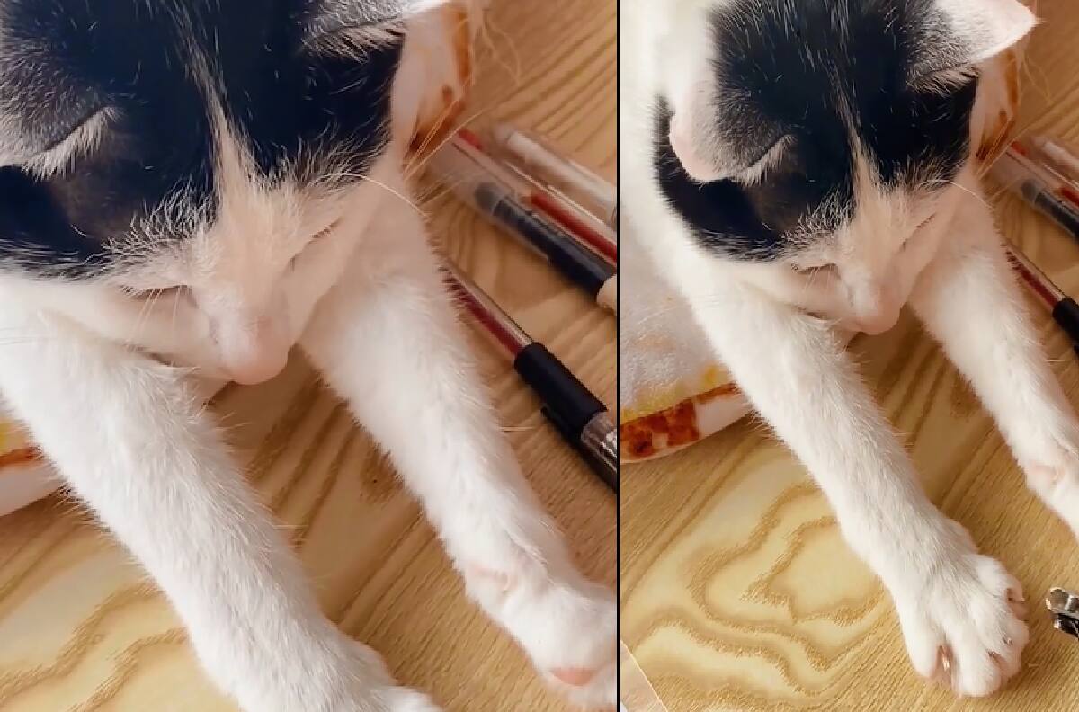 VIDEO | Parece que le gusta: Tierno gatito se vuelve viral por dejar que su madre humana le corte las uñas