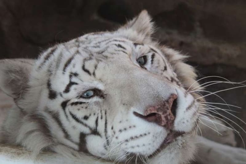 Estos panoramas en la RM son ideales para entretener los más pequeños de la casa.
Créditos: Entrekids.cl.