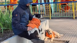 Problemas económicos y falta de tiempo: Las mayores dificultades y sacrificios de los cuidadores de animales callejeros