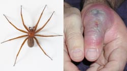 Cómo reconocer si una araña es de rincón y qué hacer si te muerde